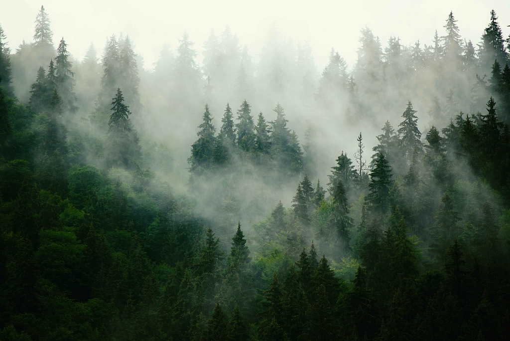 Příroda a les jako součást procesu řízení
